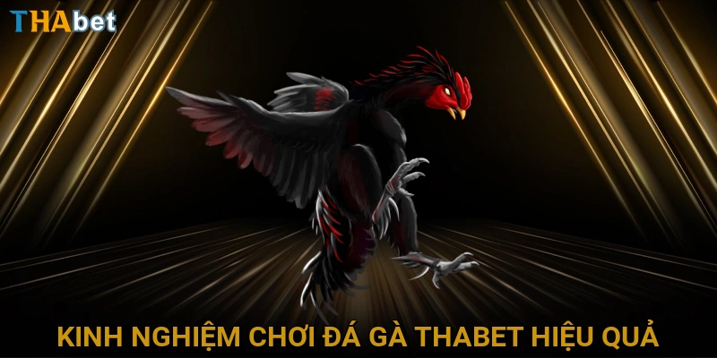 kinh-nghiem-choi-da-ga-thabet-hieu-qua